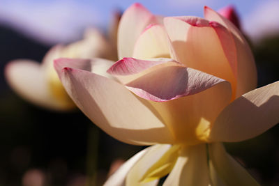 Close-up of lotus water lily