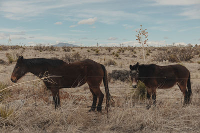 Horses in western landscape