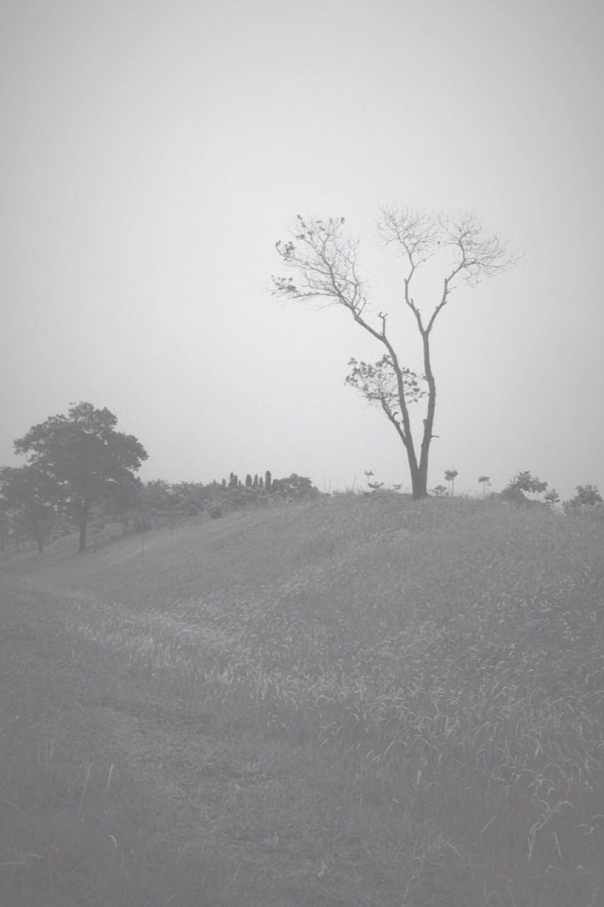 tree, clear sky, tranquility, bare tree, tranquil scene, landscape, copy space, nature, scenics, beauty in nature, non-urban scene, field, remote, day, branch, outdoors, sky, no people, growth