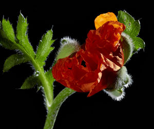 Close-up of flowering plant against black background