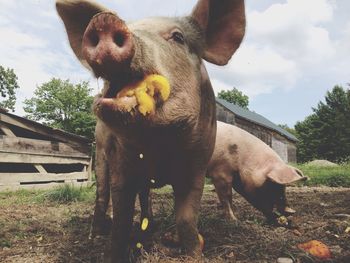 Pigs feeding in a farm