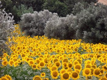 Close-up of yellow flowers against trees