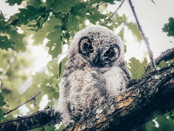 Low angle view of owl perching on tree