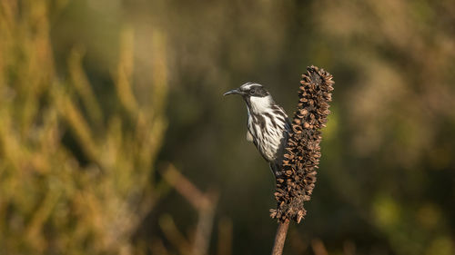 Close-up of a bird perching on a plant