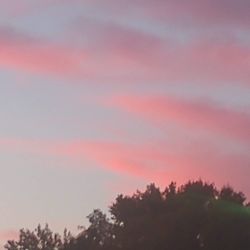 Low angle view of silhouette trees against sky during sunset