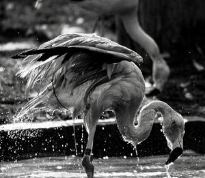 View of flamingo drinking water