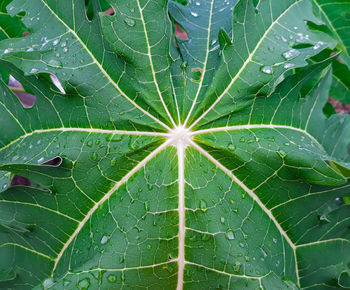 Full frame shot of raindrops on leaves