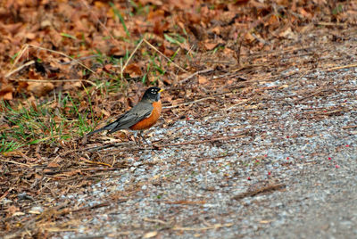 High angle view of bird on land