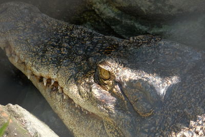 Close-up of crocodile in the sea