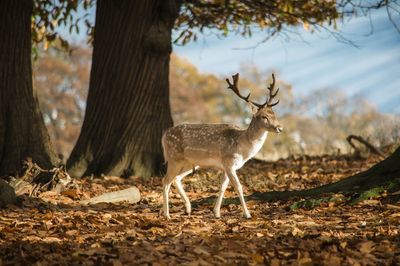 Deer standing at forest