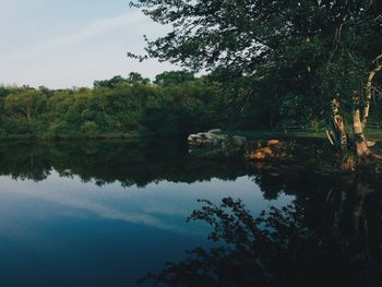 Reflection of trees in lake