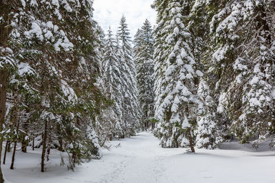 Snow covered pine trees in forest during winter