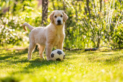 Young golden retriever dog playing with a ball