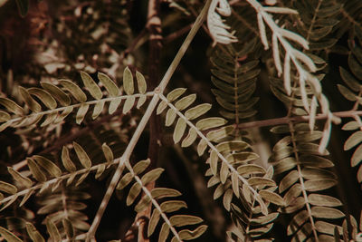 Close-up of leaves on tree