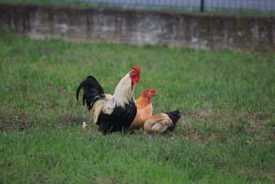 Two ducks on grassy field