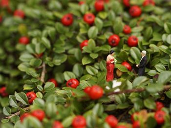 Close-up of figurines on rowanberry tree