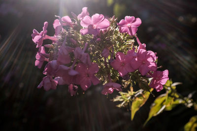 Close-up of pink flowers