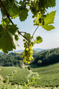 Close-up of grapes growing in vineyard