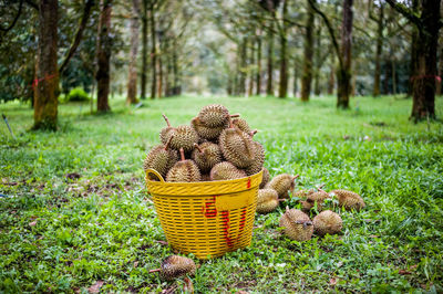 Mushrooms growing in basket on field