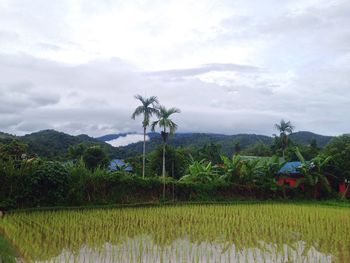 Scenic view of rice field against sky