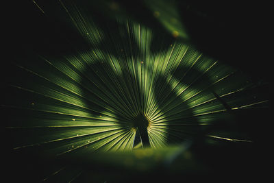 Low angle view of a palm leaf 