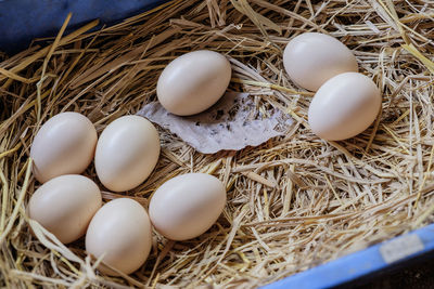 High angle view of eggs in nest