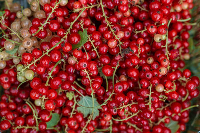 Close-up of fresh red currants
