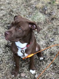 Dog looking away