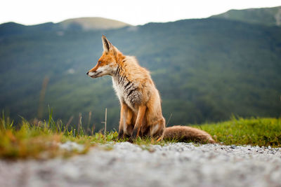 Ground level of wild fox with red fur looking away while sitting on grass against green mountain ridge on sunny day in nature