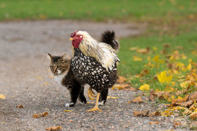 Close-up of rooster and cat