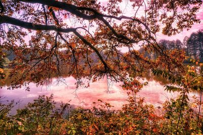 Trees by lake against sky during autumn