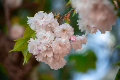 Close-up of pink cherry blossoms