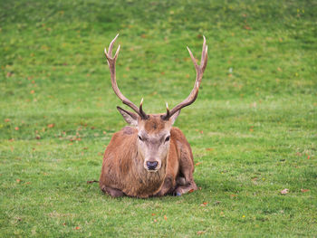 Stag resting on grassy field