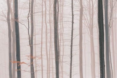Dreamy forest photos in winter