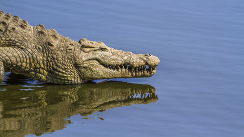 View of a horse in a lake