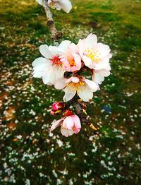 Close-up of white flowers blooming on tree