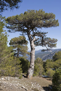 Tree against sky