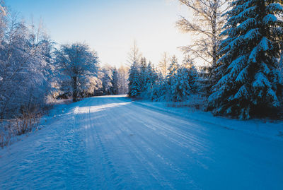 Trees on snow covered landscape