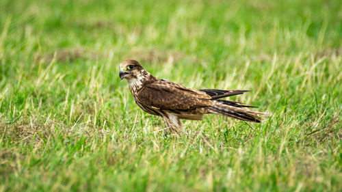 Close-up portrait of raptor bird of prey hawk falcon eagle
