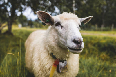 Close-up of a sheep on field