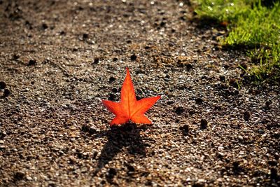 Close-up of maple leaves