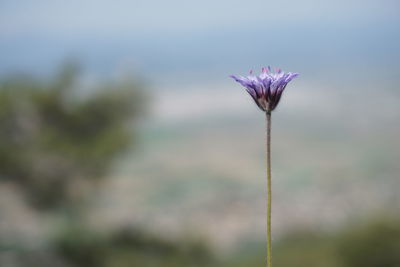 Close-up of purple thistle blooming outdoors