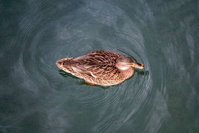 High angle view of a duck swimming in lake