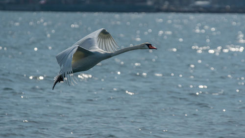 A mute swan  cygnus olor landing with spread wings