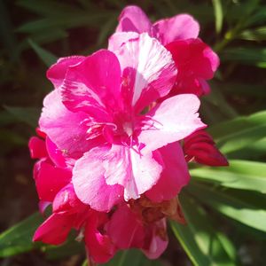 Close-up of pink flowers