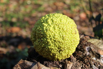 Close-up of fruit