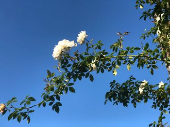 Low angle view of flowering tree against blue sky