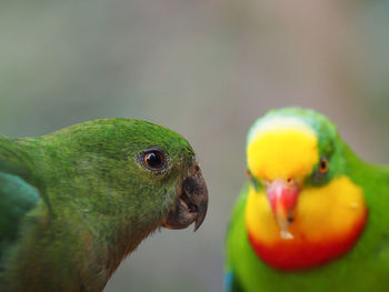 Close-up of parrots