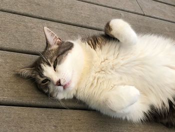 High angle view of cat sleeping