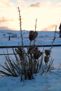 Plants against sky at sunset